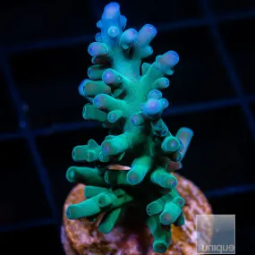 Acropora sp. Hawkins Echinata- WYSIWYG Frag SPS